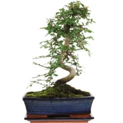 Chinesische Ulme, Bonsai, 11 Jahre, 41cm