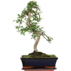 Chinesische Ulme, Bonsai, 11 Jahre, 48cm