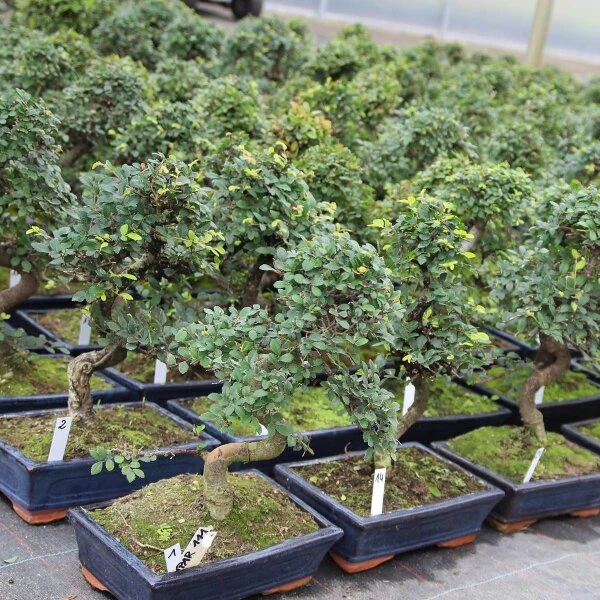 Chinesische Ulme, Bonsai, 11 Jahre, 40cm – Bild 2