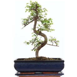 Chinesische Ulme, Bonsai, 12 Jahre, 41cm