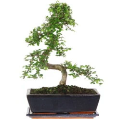 Chinesische Ulme, Bonsai, 12 Jahre, 43cm