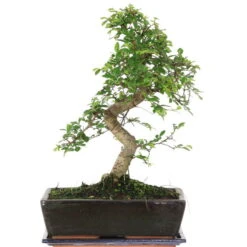 Chinesische Ulme, Bonsai, 12 Jahre, 45cm