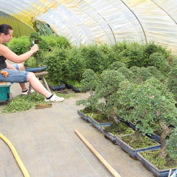 Chinesische Ulme, Bonsai, 12 Jahre, 45cm – Bild 2