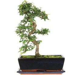 Chinesische Ulme, Bonsai, 12 Jahre, 42cm