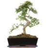 Chinesische Ulme, Bonsai, 12 Jahre, 43cm