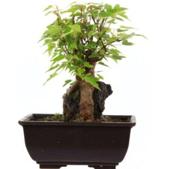 Dreispitzahorn, Bonsai, 9 Jahre, 22cm