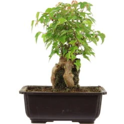 Dreispitzahorn, Bonsai, 11 Jahre, 25cm