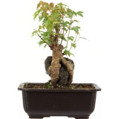 Dreispitzahorn, Bonsai, 11 Jahre, 26cm
