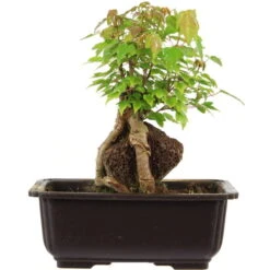 Dreispitzahorn, Bonsai, 11 Jahre, 24cm
