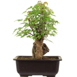 Dreispitzahorn, Bonsai, 11 Jahre, 28cm