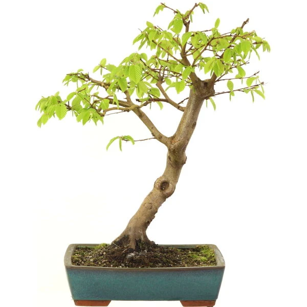 EuropÀische Hainbuche, Bonsai, 18 Jahre, 58cm