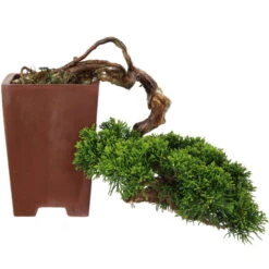 Chinesischer Wacholder, Bonsai, 20 Jahre, 21cm