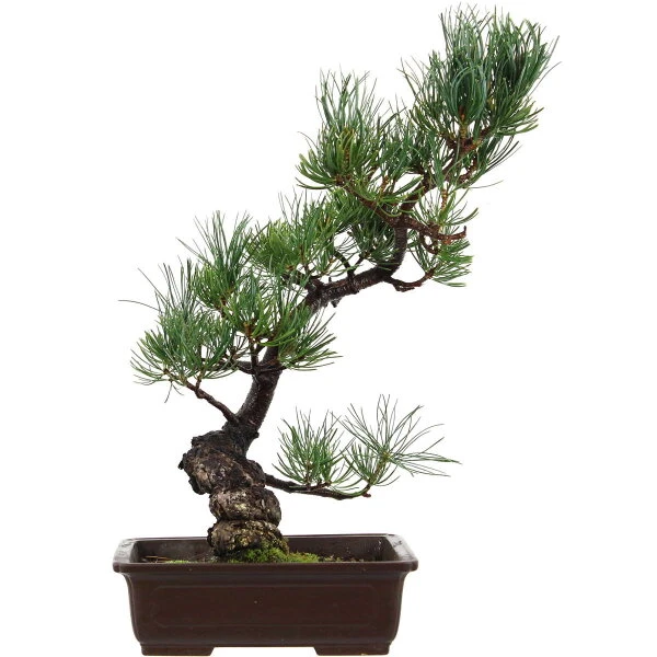 Japanische Mädchenkiefer, Bonsai, 14 Jahre, 44cm