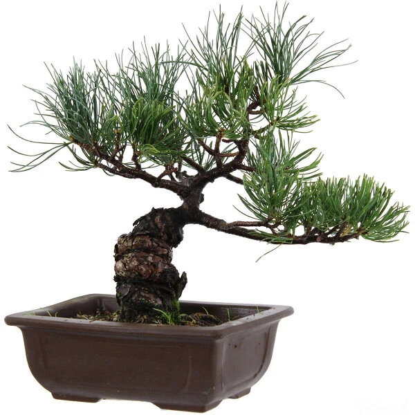 Japanische Mädchenkiefer, Bonsai, 14 Jahre, 31cm