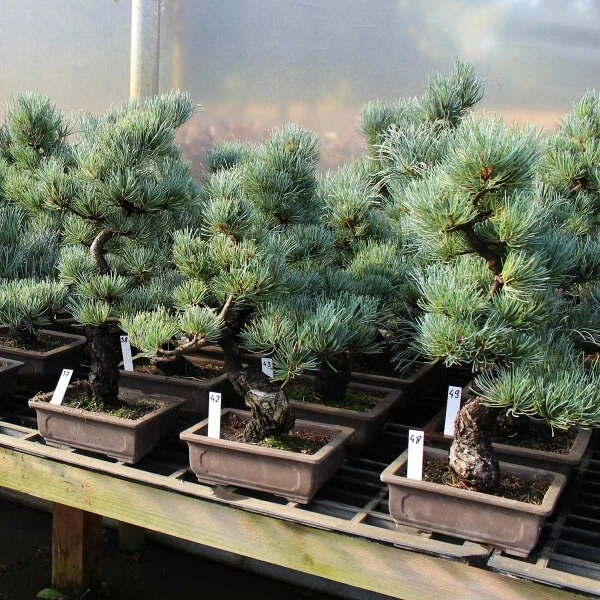 Japanische Mädchenkiefer, Bonsai, 14 Jahre, 31cm – Bild 2