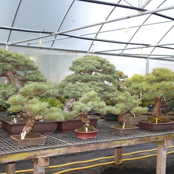 Japanische Mädchenkiefer, Bonsai, 14 Jahre, 31cm – Bild 3