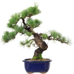Japanische Mädchenkiefer, Bonsai, 18 Jahre, 44cm