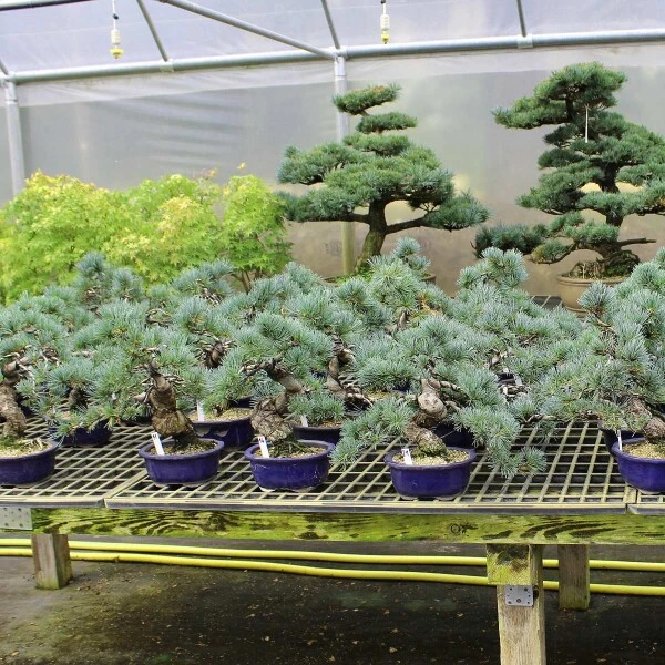 Japanische Mädchenkiefer, Bonsai, 18 Jahre, 43cm – Bild 2