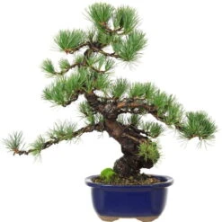Japanische Mädchenkiefer, Bonsai, 18 Jahre, 46cm