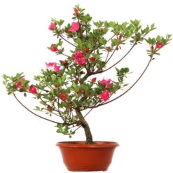 Satsuki Azalee, Bonsai, 15 Jahre, 51cm