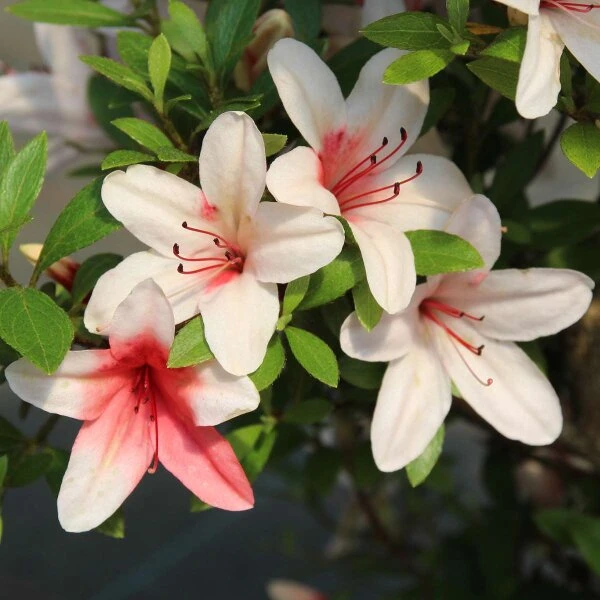 Satsuki Azalee Hi No Maru, Bonsai, 18 Jahre, 28cm – Bild 3