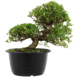 Satsuki Azalee Sachin, Bonsai, 18 Jahre, 32cm