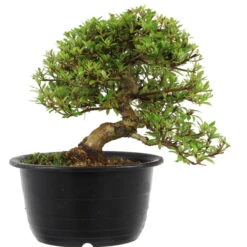 Satsuki Azalee Sachin, Bonsai, 18 Jahre, 30cm