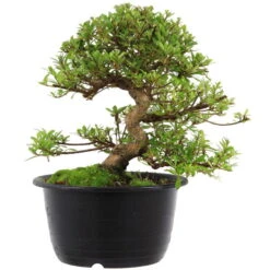 Satsuki Azalee Sachin, Bonsai, 18 Jahre, 32cm