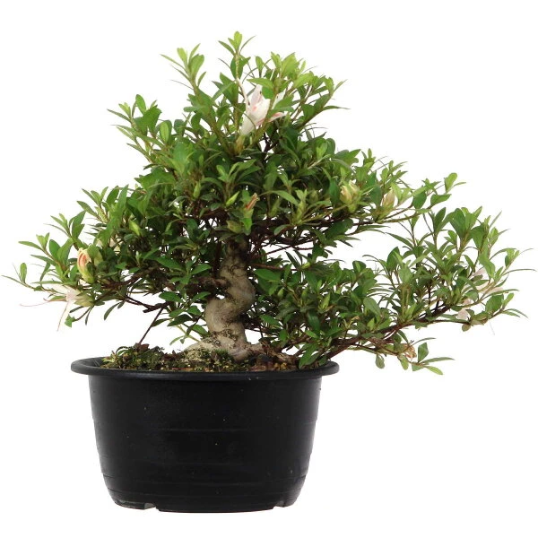 Satsuki Azalee Sachin, Bonsai, 18 Jahre, 28cm – Bild 2