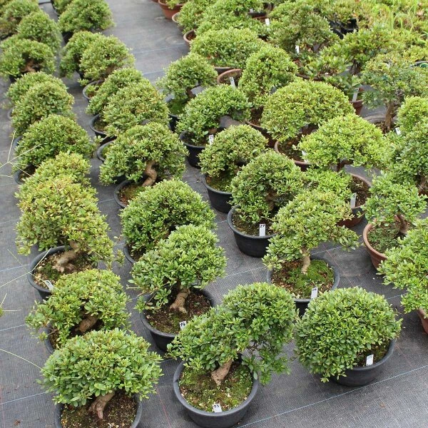 Satsuki Azalee Sachin, Bonsai, 18 Jahre, 28cm – Bild 3