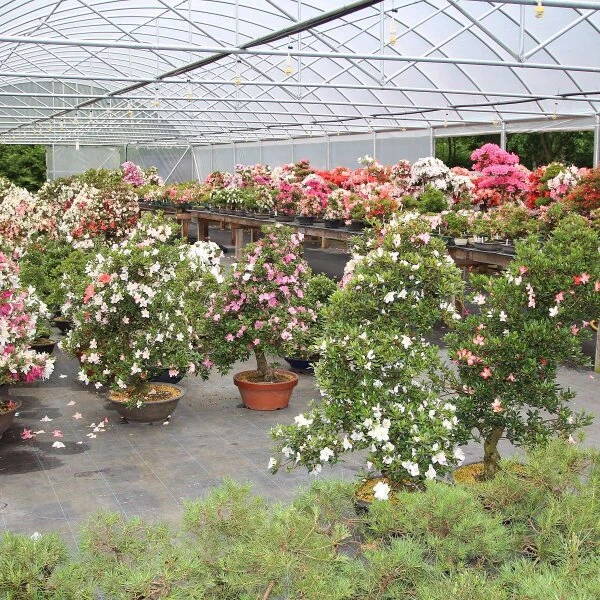 Satsuki Azalee Sachin, Bonsai, 18 Jahre, 28cm – Bild 4