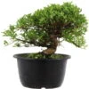Satsuki Azalee Hi No Maru, Bonsai, 18 Jahre, 27cm