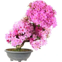 Satsuki Azalee Shisen, Bonsai, 20 Jahre, 73cm