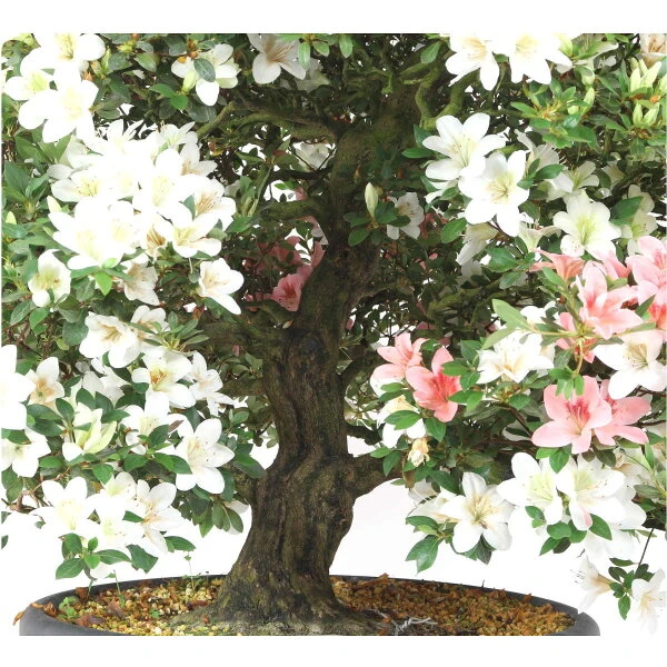 Satsuki Azalee Koki, Bonsai, 35 Jahre, 139cm – Bild 2