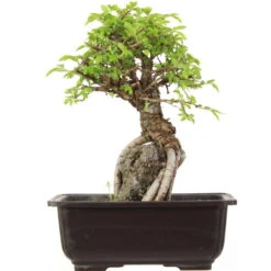 Japanische Ulme, Bonsai, 9 Jahre, 25cm