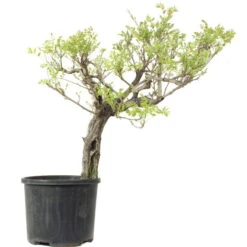 Japanischer Blauregen, Bonsai, 35 Jahre, 160cm