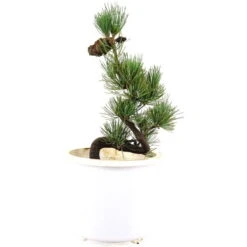 Japanische Mädchenkiefer, Prebonsai, 10 Jahre, 44cm